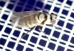 Anthomyia silvestris