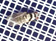 Anthomyia silvestris