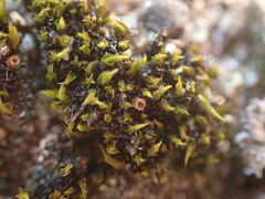 Schistidium maritimum