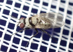 Anthomyia silvestris