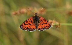 Melitaea trivia