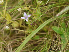 Lomatogonium minus