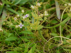 Lomatogonium minus