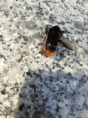 Bombus ignitus