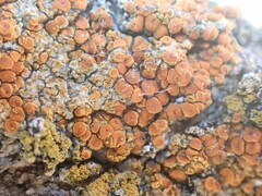 Polycauliona luteominia