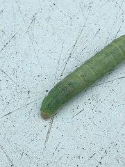Lacanobia contigua