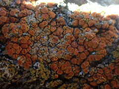 Polycauliona luteominia