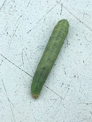 Lacanobia contigua