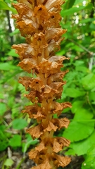 Orobanche bartlingii