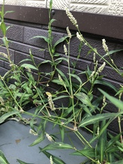 Persicaria maculosa