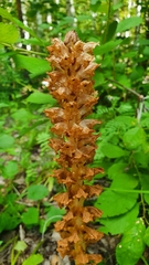 Orobanche bartlingii