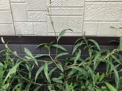 Persicaria maculosa
