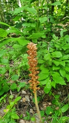 Orobanche bartlingii