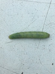Lacanobia contigua