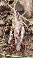 Podismopsis poppiusi