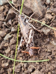 Podismopsis poppiusi