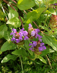 Prunella grandiflora