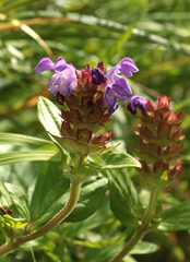 Prunella grandiflora