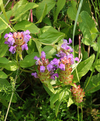 Prunella grandiflora