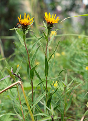 Pentanema ensifolium