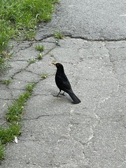 Turdus merula