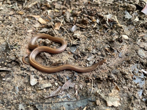 Three-banded Centipede Snake