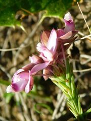 Polygala umbellata