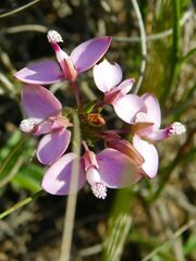 Polygala umbellata