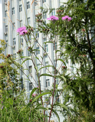 Centaurea phrygia abbreviata