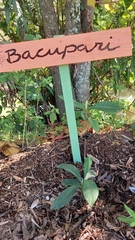 Garcinia macrophylla