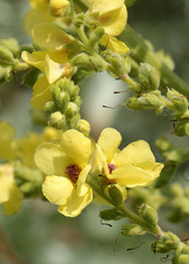 Verbascum