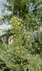 Verbascum