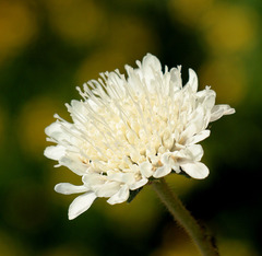 Knautia involucrata