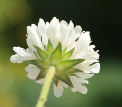 Knautia involucrata