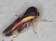 Balcanocerus provancheri