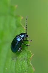 Altica cyanea