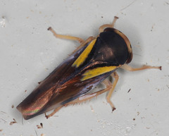 Balcanocerus provancheri