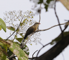 Taccocua leschenaultii