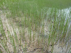 Equisetum fluviatile