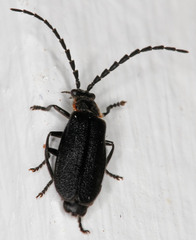 Polemius laticornis