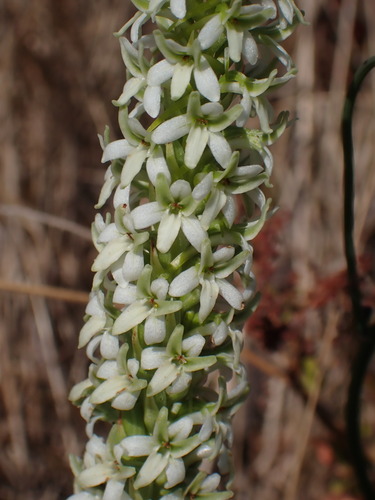 Elegant Rein Orchid (Platanthera elegans)