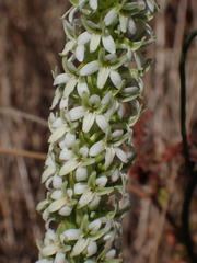 Elegant Rein Orchid (Platanthera elegans)