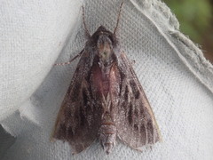 Lapara bombycoides