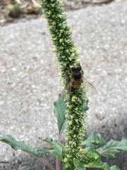 Apis mellifera