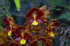 Otoglossum