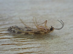 Agraylea multipunctata