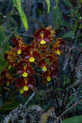 Otoglossum