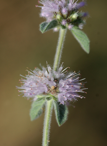 Avistamiento Mentha pulegium