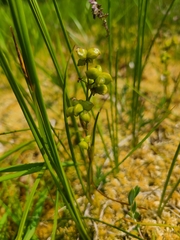 Scheuchzeria palustris