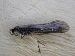 Mystacides azureus